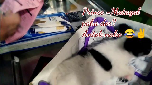 6 in 1 vaccine for our Baby Dog | Anne Corrales смотреть онлайн