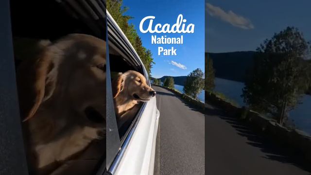 Golden Retriever in Acadia National Park