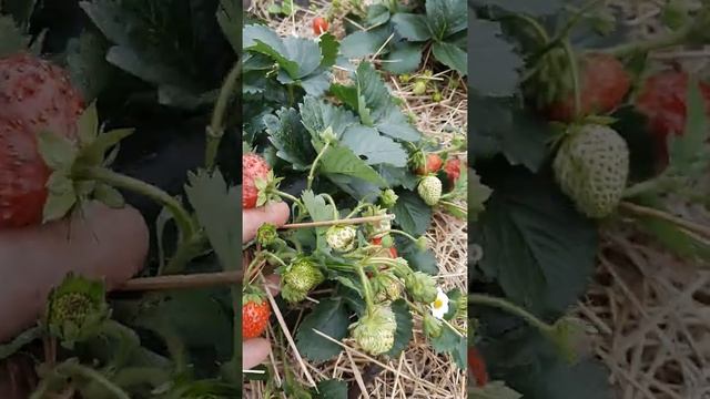 Клубника "Флориан F1" смотреть онлайн