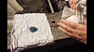 Зачем закапывать семена моркови?