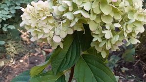 МЕТЕЛЬЧАТЫЕ ГОРТЕНЗИИ В СЕНТЯБРЕ. ОБЗОР МОИХ СОРТОВ,