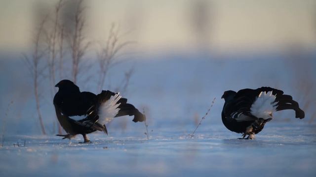 Зимнее утро на тетеревином току смотреть онлайн