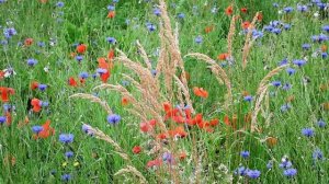 Не огорчайтесь, что годы уходят. Не бойтесь будущего. Не верьте себе и людям. Игумен Никон Воробьев