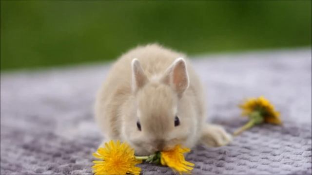 Песочек (Долина Ветров) кролик минор, окрас кремовый смотреть онлайн