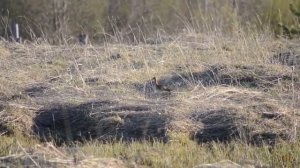 большой веретенник кричит