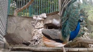 ЭТО ПРОСТО УБИВАЕТ СТРЕССОВЫЕ КЛЕТКИ #ПАВЛИН Наконец то мы дождались павлин танцует