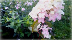 Гортензия "Фрайз Мельба"."Fraise Melba" Hydrangea paniculata.