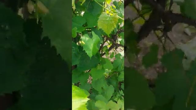 Из каких листьев делают долму? смотреть онлайн