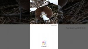 Wood mushroom (Agaricus silvicola) | Sensory | Practical Short Profile | Shroomers