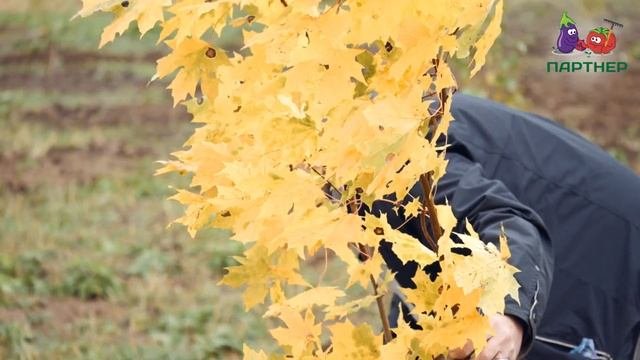 ЗАЩИТА САДА ОТ ХОЛОДНЫХ ВЕТРОВ