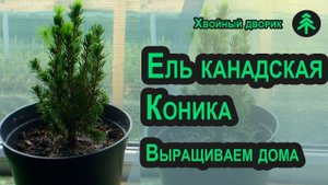 Что делать с живой новогодней ёлкой Коника из магазина после праздников и как сохранить её до весны!