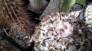 Опасные  кактусы.Mаммилярии.Звери между колючками.Мучнистый червец.Маммилярия Грацилис.
