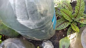 #бузина_Блэк_Лэйс /спасаю растение/пересадка взрослого куста