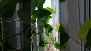 Выращивание джекфрута