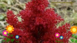 Астильба японская Ред Сентинел. Краткий обзор, описание характеристик astilbe japonica Red Sentinel
