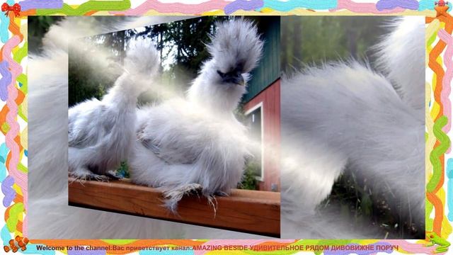 ПОКАЗ МОД В КУРЯТНИКЕ???ЮМОР ПОЗИТИВ HENS смотреть онлайн