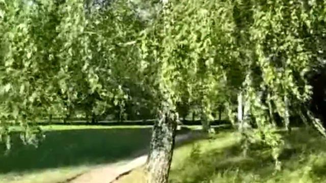 Отчего так в России, Берёзы шумят...