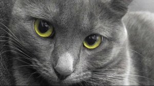 #Корат - факты об интересной породе #кошек