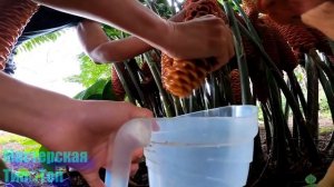 Вы БУДЕТЕ УДИВЛЕНЫ,УЗНАВ ОБ ИМБИРЕ Zingiber zerumbet