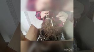 Школьный сад - получили супер малину СЛАСТИХУ и Малиновую гряду.Горошек сахарный-в теплице .