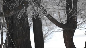 мотособака проскакала, хорошо что мимо