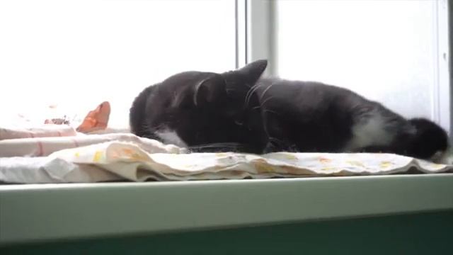 Бережное отношение к животным - это важный общественный вопрос