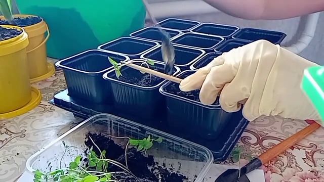 Пикирую Годецию смотреть онлайн