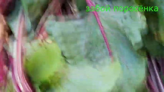забой поросёнка .поэтапно .с разъяснениями.