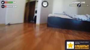 Видео Квест: Симулятор Кота