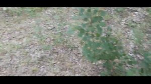 Охота за грибами