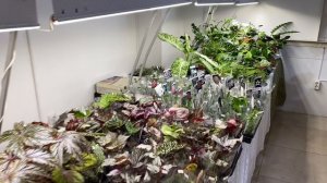 ВЫСТАВКА ЦВЕТОВ В НОВОРОССИЙСКЕ | БУДНИ ЦВЕТОВОДА | Комнатные растения.