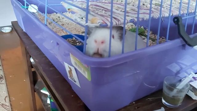 Какой корм выбрать для морских свинок? смотреть онлайн