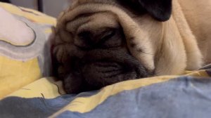 Как спит мопс?Храп и сопение мопса🐶😴
