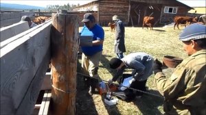 Калмыцкий КРС. Вакцинация. ООО Экоольхон.
