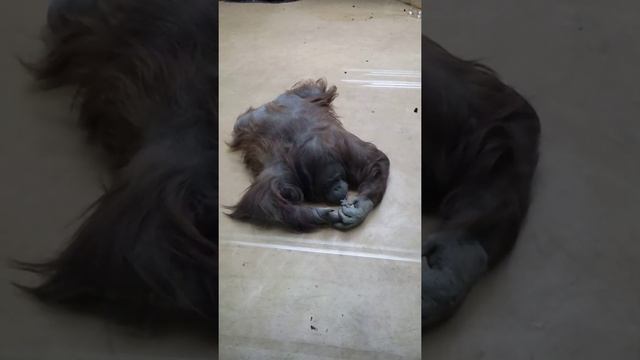 Орангутанг в Ижевске/зоопарк Ижевск смотреть онлайн