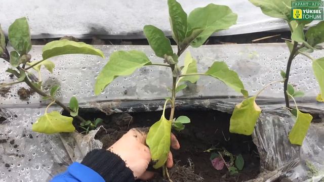 БАКЛАЖАН часть 2. Обзор на 24 апреля. Высадка продолжалась с 3 по 12 апреля смотреть онлайн