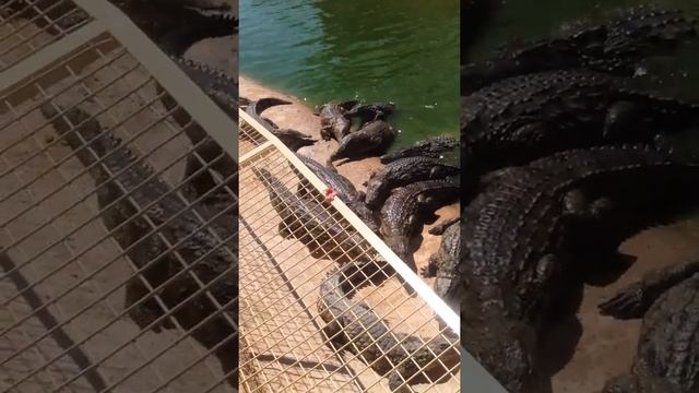 Crocodiles ???(crocopark AGADIR)