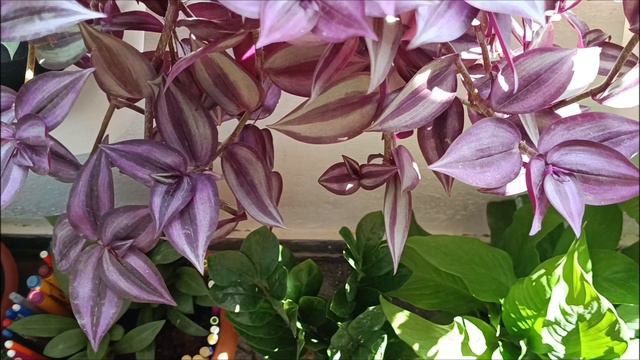 1 September 2023,Morning Sunshine☀️ 🌞🌤My Balcony Garden🏡🌸🌺🌼💚🌺#NatureLover💚 смотреть онлайн