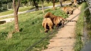 Lion vs Tiger  full battle HD original sound, (not clickbait) (real fight)