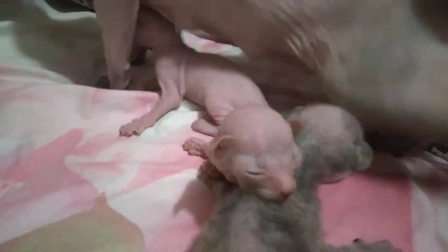 Котята донского сфинкса открыли глазки но , ещё не видят . смотреть онлайн