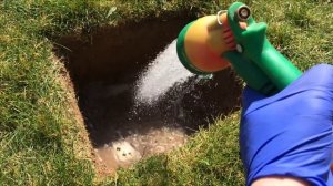 Посадка метельчатой гортензии Пинки Винки !! Шаг за шагом!!