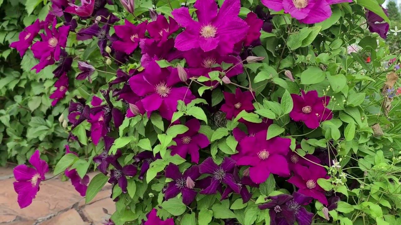 КЛЕМАТИСЫ. КНЯЖИКИ. Уход за клематисами в июне. Варианты совместных посадок. смотреть онлайн