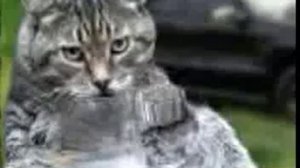 Котэ с днем рождения!