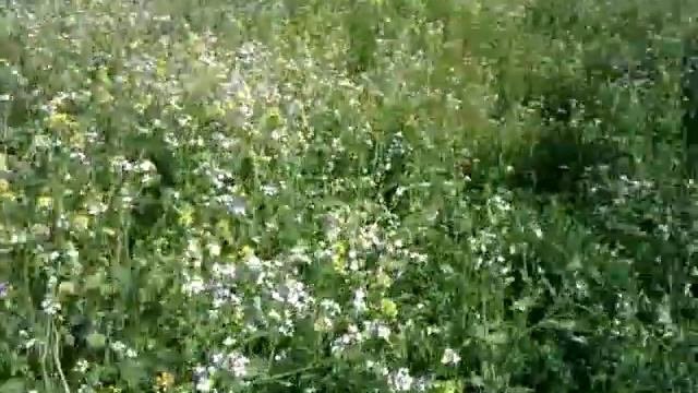 природосообразное земледелие.Восстановление плодородия почвы.Часть 7