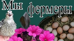 Наша МИНИ-ФЕРМА // Уехали в Геленджик // Одна на даче