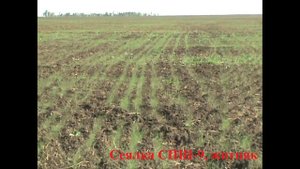 Всходы житняка, сеялка СПШ-9