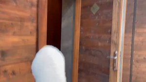 Гусений/ГУСЬ ВЛЮБЛЁН