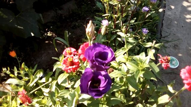 Эустома поздняя цветёт благодаря этому. - Настаивать и поливать! смотреть онлайн