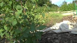 Как вырастить быстро жимолость на даче