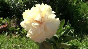 Пион Блонд Вижн / Peony Blond Vision - Сад на Волхове